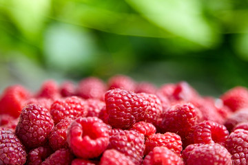 Fresh ripe raspberries on blurred green background