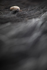 Tick in a dog's fur sucking his blood - dangerous parasite carrier of multiple diseases and pathogens