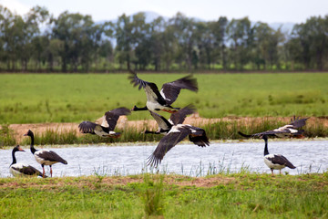 Magpie Geese flying near water on the Atherton Tableland in Queensland, Australia