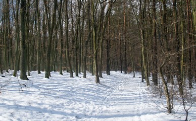 Snow-covered forest sunlit with shadows