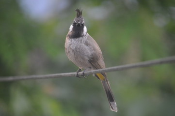 kashmiri birds