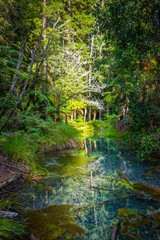 Fototapeta na wymiar Whakarewarewa Redwood forest, Rotorua, New Zealand