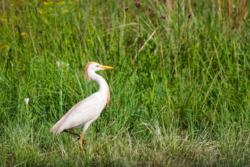 Golden Egret