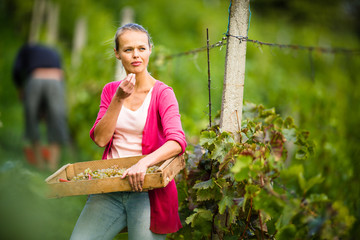 Hands of a female vintner harvesting white vine grapes (color toned image)