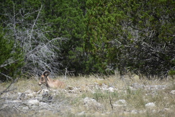 young aoudad sheep laying down