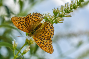 Schmetterling © ceo77