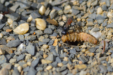 Gemeine Sandwespe (Ammophila sabulosa)