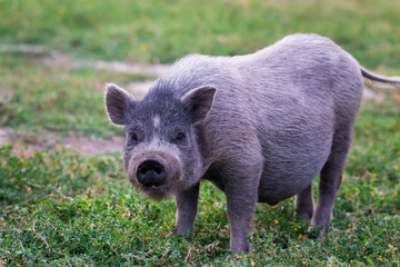 Vietnamese Pot-bellied pig