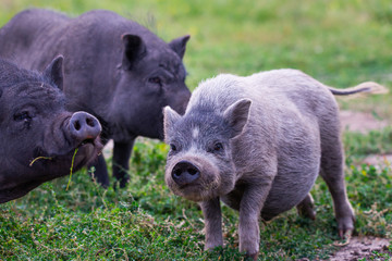 Vietnamese Pot-bellied pig