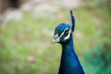 Obraz premium Morning Tour at Ramat Gan Safari Park