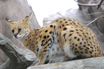 African Serval Cat