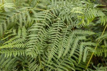 Outdoor Ferns Plants