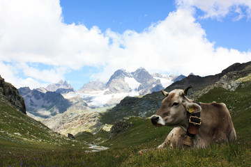 Fototapeta na wymiar Panorama di montagna in estate con mucca al pascolo