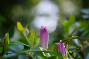 閉じたヒルガオの花