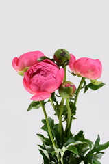 Pink peonies flower isolated on white