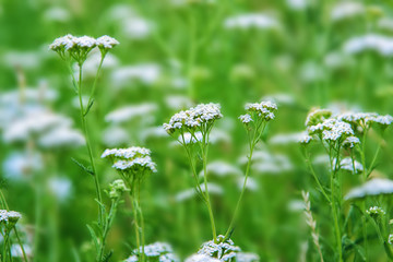 White tiny flowers blossom. Beautiful nature green background