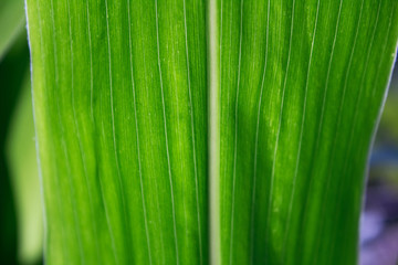 corn green leaf in sunny light macro © nucia