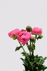 Pink peonies flower isolated on white