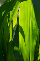 corn green leaf in sunny light macro © nucia