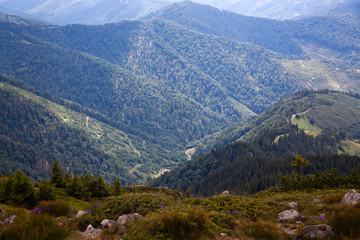 Fototapeta na wymiar mountain view with green firs, Tibles, Romania