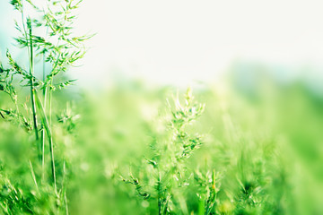 Green grass background with copy space. Summer nature landscape