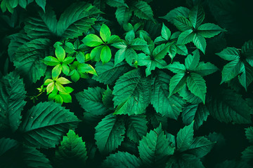 Green leaves nature plants. Abstract background