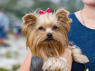 Yorkshire Terrier puppy in a pink bow