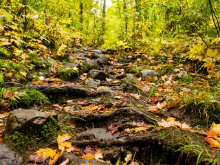 It is a picture of red maple taken in Canada. This is a picture of autumn leaves seen from the National Park "Mont-Tremblant" in the Laurentian Plateau in Quebec, Canada.