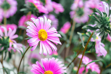 Beautiful floral background with bright pink chamomile flowers