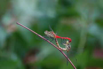 マイコアカネのペア
