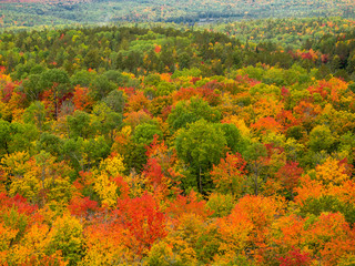 It is a picture of red maple taken in Canada. This is a picture of autumn leaves seen from Algonquin State Park in Ontario, Canada.