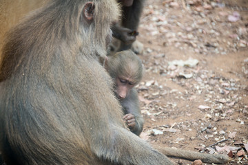 Morning Tour at Ramat Gan Safari Park