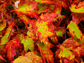 It is a picture of red maple taken in Canada.