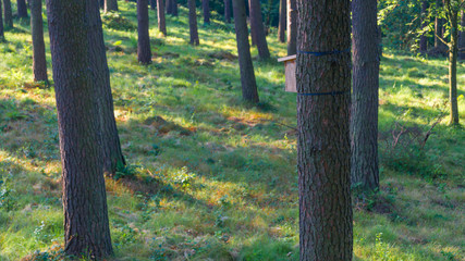 Fototapety na wymiar - Fototapeta24.pl