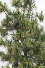 Green pine tree