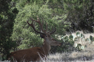 close up portrait of a red stag deer in the wild