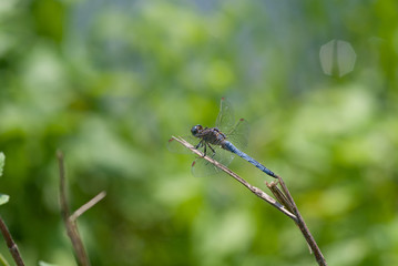 libellula su un ramoscello