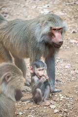 Morning Tour at Ramat Gan Safari Park