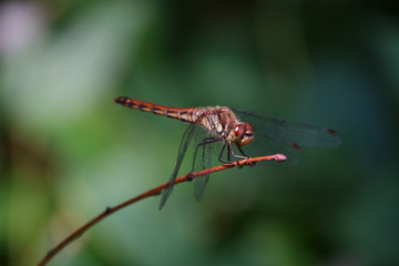 アキアカネのオス若齢