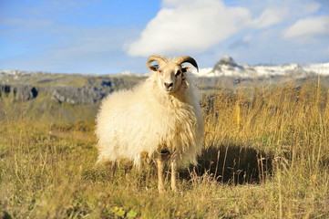 Fototapeta premium Iceland. Thanks to diverse and unique landscapes, this small country attracts tourists from all over the world.