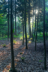 SONY DSC © Michal45