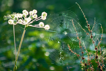 SONY DSC © Michal45