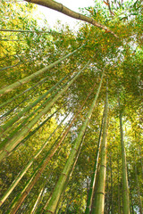 Fototapeta na wymiar Looking up many green bamboo tree in the forest . 