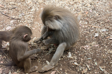 Morning Tour at Ramat Gan Safari Park