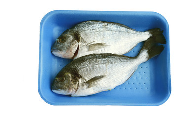 Gilt-head bream or (German name is Goldbrasse) in blue  pastic tray on white background.