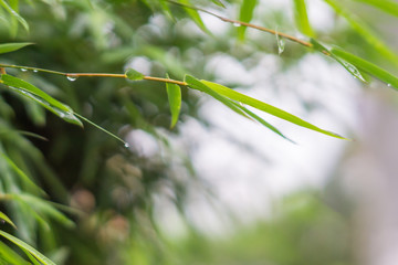 bamboo leaves with raindrops