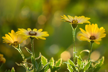 SONY DSC © Michal45