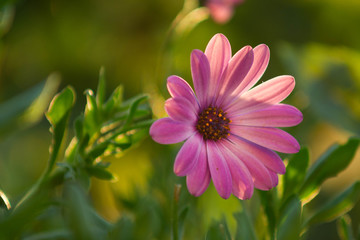 Obraz premium SONY DSC