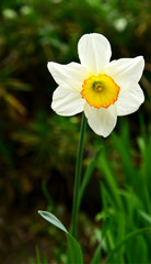 Narcissus flower, showing outer white tepals with a central yellow corona (paraperigonium) with black drop.