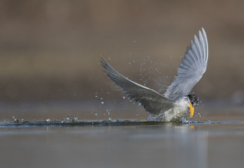 Tern fishing in lake 